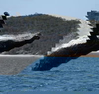 Hervey Bay Ultimate Whale Watching Cruise - Lightning Ridge Tourism