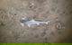 Land Based Game Fishing - thumb 3