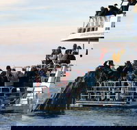 Hervey Bay Whale Watching Cruise - Lightning Ridge Tourism