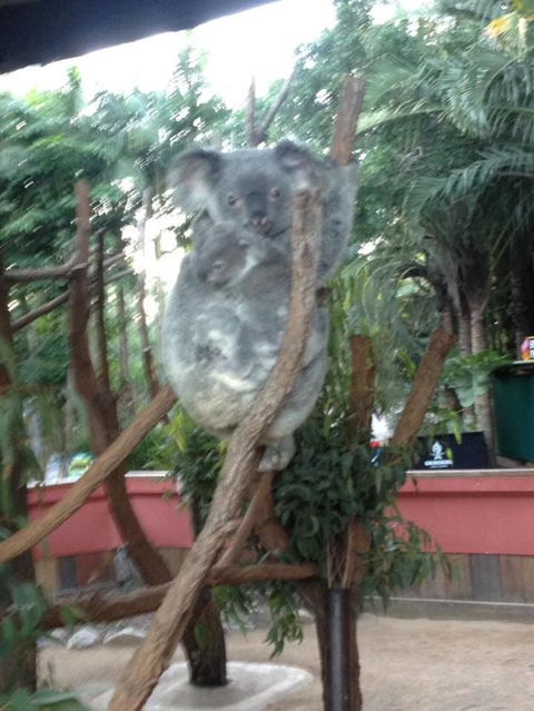 Hartley's Crocodile Adventures Day Trip From Cairns - Lightning Ridge Tourism 7