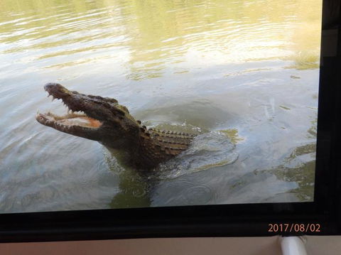 Hartley's Crocodile Adventures Day Trip From Cairns - Lightning Ridge Tourism 4