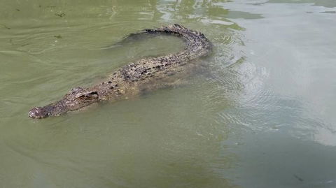 Hartley's Crocodile Adventures Day Trip From Cairns - Lightning Ridge Tourism 10