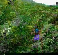 Tamborine Mountain Daily Service Treetop Challenge and Thunderbird Park - Lightning Ridge Tourism