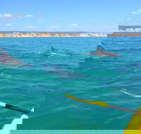 Half-Day Kayak with Dolphins and 4WD Beach Drive from Rainbow Beach - Lightning Ridge Tourism