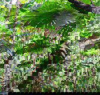 Cape Tribulation Daintree Rainforest and Wildlife Tour - Lightning Ridge Tourism