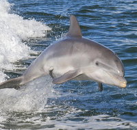Noosa Oceanrider Scenic Dolphin Safari - Lightning Ridge Tourism