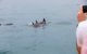 Noosa Oceanrider Scenic Dolphin Safari - thumb 6