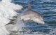 Noosa Oceanrider Scenic Dolphin Safari - thumb 1