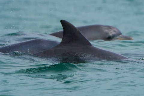Noosa Oceanrider Scenic Dolphin Safari - Lightning Ridge Tourism 2