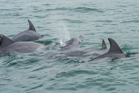 Noosa Oceanrider Scenic Dolphin Safari - Lightning Ridge Tourism 3