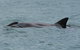 Noosa Oceanrider Scenic Dolphin Safari - thumb 4