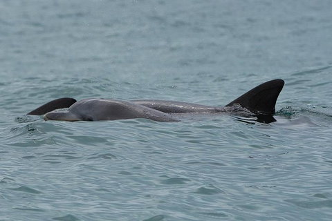 Noosa Oceanrider Scenic Dolphin Safari - Lightning Ridge Tourism 4