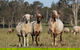 Towri Sheep Cheese Farm Tour (Fridays) - thumb 1