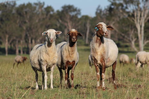 Towri Sheep Cheese Farm Tour (Fridays) - Lightning Ridge Tourism 1