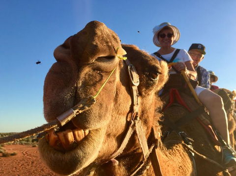 Uluru Small-Group Tour By Camel At Sunrise Or Sunset - Lightning Ridge Tourism 7