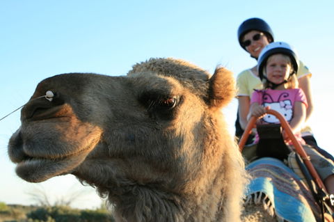 Uluru Small-Group Tour By Camel At Sunrise Or Sunset - Lightning Ridge Tourism 3