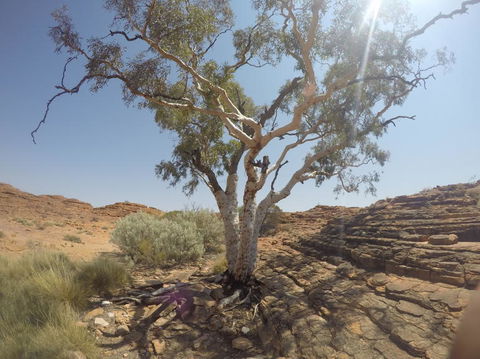 Kings Canyon Day Trip From Ayers Rock - Lightning Ridge Tourism 3
