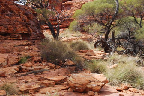 Kings Canyon Day Trip From Ayers Rock - Lightning Ridge Tourism 24