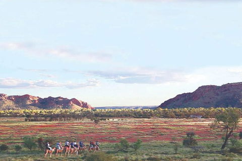 Alice Springs Camel Tour - Lightning Ridge Tourism 3