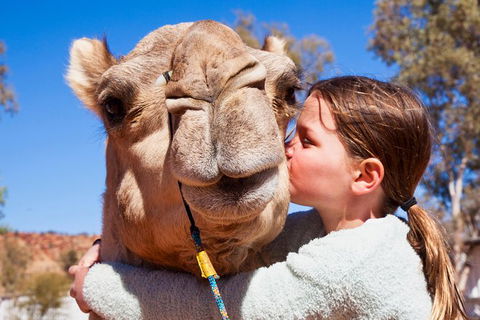 Alice Springs Camel Tour - Lightning Ridge Tourism 2