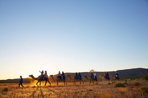 Alice Springs Camel Tour - Lightning Ridge Tourism 9