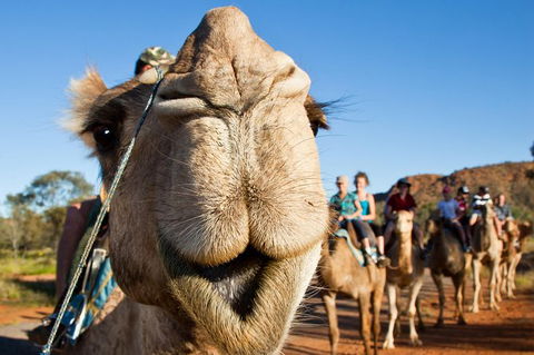 Alice Springs Camel Tour - Lightning Ridge Tourism 10