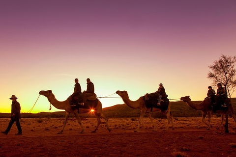 Alice Springs Camel Tour - Lightning Ridge Tourism 4