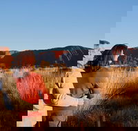 Uluru Sunrise and Kata Tjuta Half Day Trip - Lightning Ridge Tourism