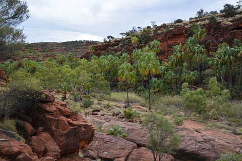 Palm Valley And Hermannsburg 1 Day 4WD Tour - Lightning Ridge Tourism 8