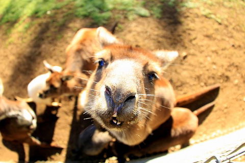 All-Inclusive Blue Mountains Day Trip With River Cruise - Lightning Ridge Tourism 1