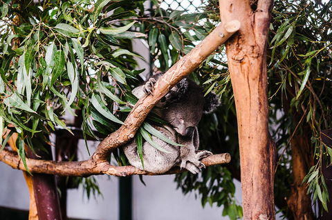 All-Inclusive Blue Mountains Day Trip With River Cruise - Lightning Ridge Tourism 14