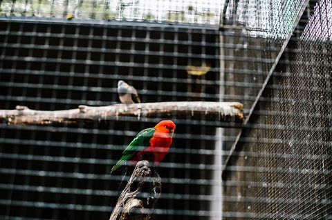 All-Inclusive Blue Mountains Day Trip With River Cruise - Lightning Ridge Tourism 17