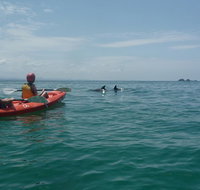 Kayaking with Dolphins in Byron Bay Guided Tour - Lightning Ridge Tourism