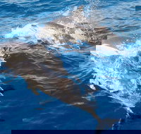 Port Stephens Day Tour From Sydney Including 4WD Sandboarding and Dolphins - Lightning Ridge Tourism