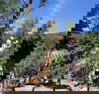 Private Shoalhaven Zoo Experience from Sydney - Lightning Ridge Tourism