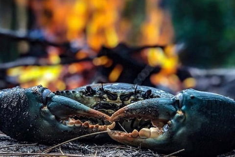 Pot To Plate Adventure - Lightning Ridge Tourism 11