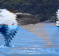 Whale Watching Jervis Bay - Lightning Ridge Tourism