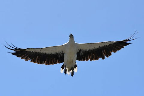 Tweed River And Rainforest Eco Cruise - Lightning Ridge Tourism 7