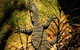 Minyon Falls Rainforest Walk - thumb 4