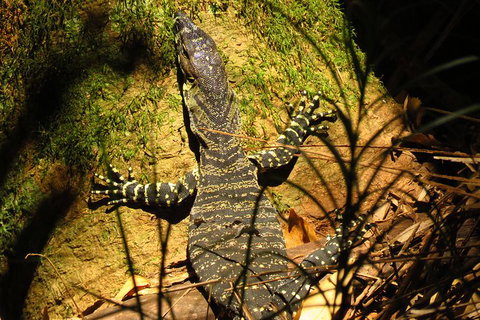 Minyon Falls Rainforest Walk - Lightning Ridge Tourism 4