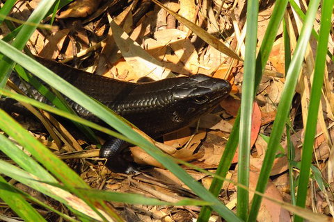 Minyon Falls Rainforest Walk - Lightning Ridge Tourism 3