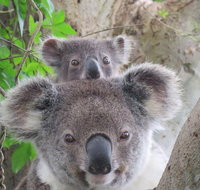 Byron Bay Wildlife Safari - Lightning Ridge Tourism
