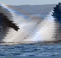 Jervis Bay Whale Watching Tour - Lightning Ridge Tourism