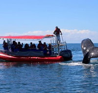 Byron Bay Whale Watching Cruise - Lightning Ridge Tourism