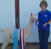 Marchmont Park Alpacas - Lightning Ridge Tourism