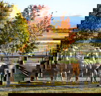 Blackwattle Alpaca Farm - Lightning Ridge Tourism