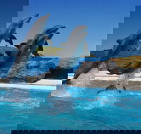 Dolphin Marine Conservation Park - Lightning Ridge Tourism
