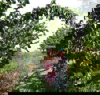 Harben Vale Pick Your Own Cherries - Lightning Ridge Tourism
