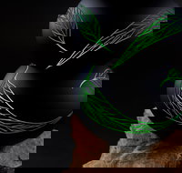 James McMurtrie's  Glass Blowing Studio and Gallery - Lightning Ridge Tourism