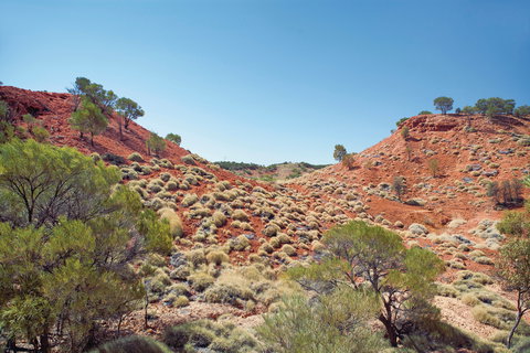 Lark Quarry Conservation Park - Lightning Ridge Tourism 0